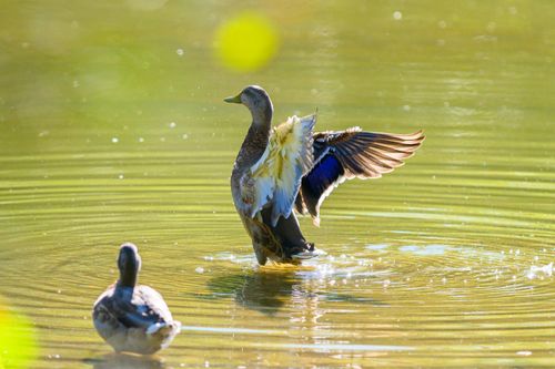 Free Ducks in a sunlit pond with one spreading wings showcasing vibrant plumage in daylight. Stock Photo