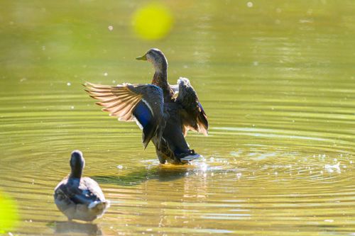 Free A mallard duck spreads its wings in a peaceful, sunlit pond, creating gentle ripples in the water. Stock Photo