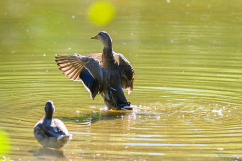 Free Two ducks enjoy a peaceful moment in a sunlit pond, creating gentle ripples. Stock Photo