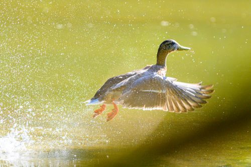 Free Dynamic shot of a mallard duck lifting off from water with droplets sparkling. Stock Photo