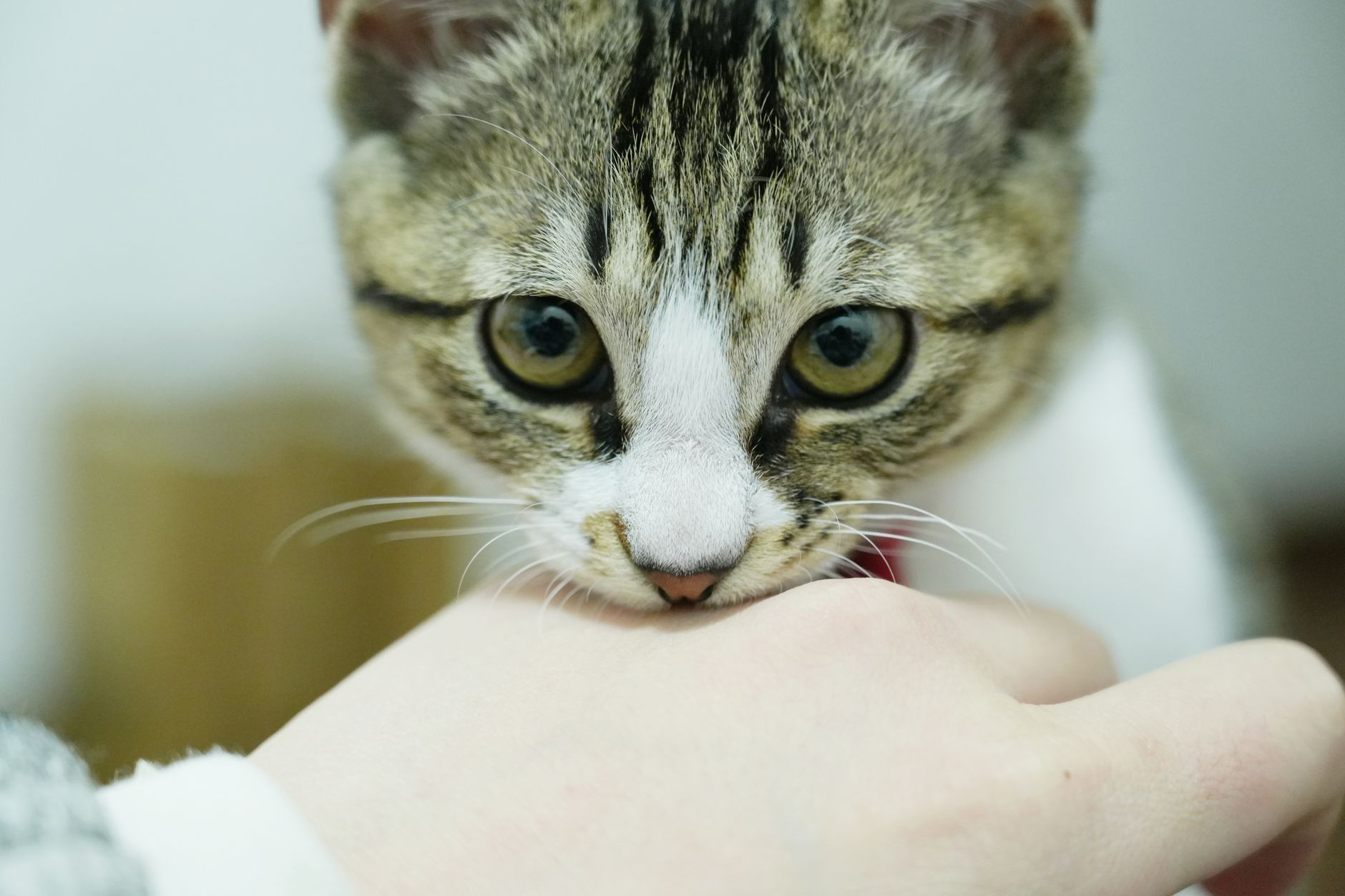 A playful tabby cat gently bites a person's hand, showcasing its adorable and curious behavior.