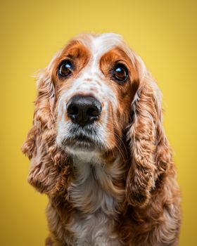 Close-up portrait of a charming Cocker Spaniel against a yellow backdrop.