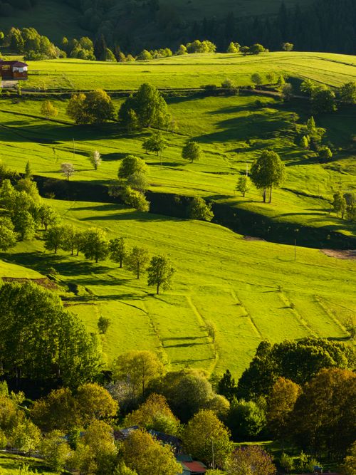 Free Vibrant spring landscape of lush green hills with scattered trees casting long shadows under clear sunlight. Stock Photo