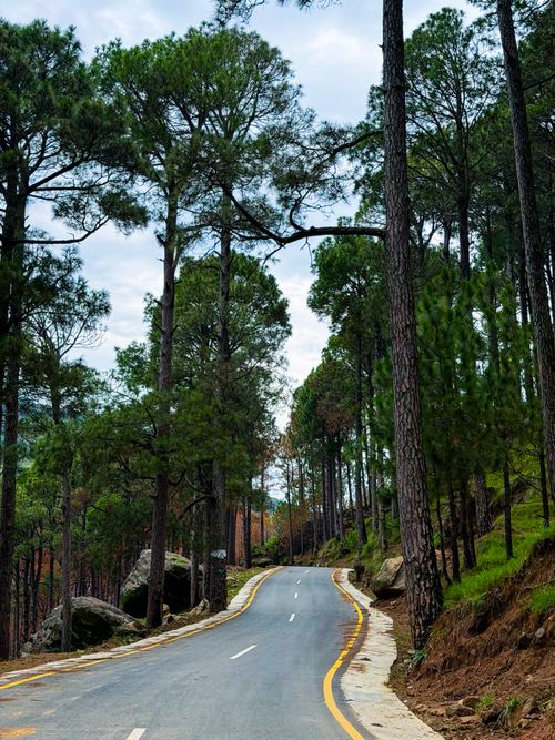 Free Curved road cutting through a lush pine forest in Rawalpindi, Pakistan, during daylight. Stock Photo