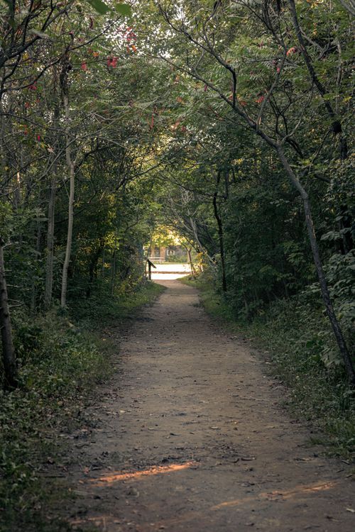 Free A tranquil dirt path through a lush green forest with autumnal hues, inviting exploration. Stock Photo