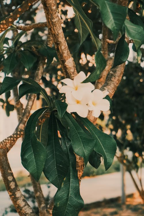 Free Close-up of blooming plumeria flowers on a tree in Natal, Brazil, with lush green leaves. Stock Photo