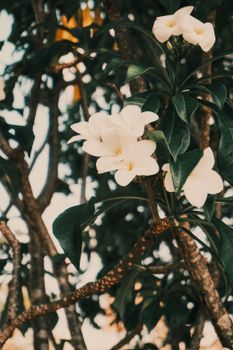 Close-up of white frangipani flowers on a tree in Natal, Brazil.