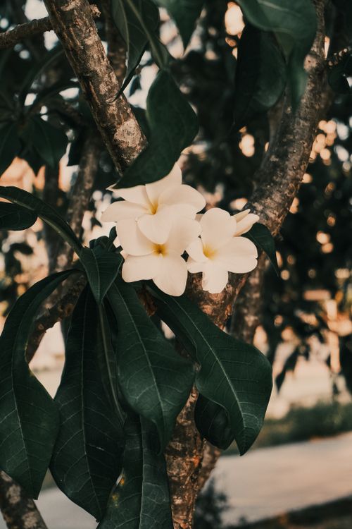 Free Beautiful white plumeria flowers blooming on a tree, captured in Natal, Brazil. Stock Photo