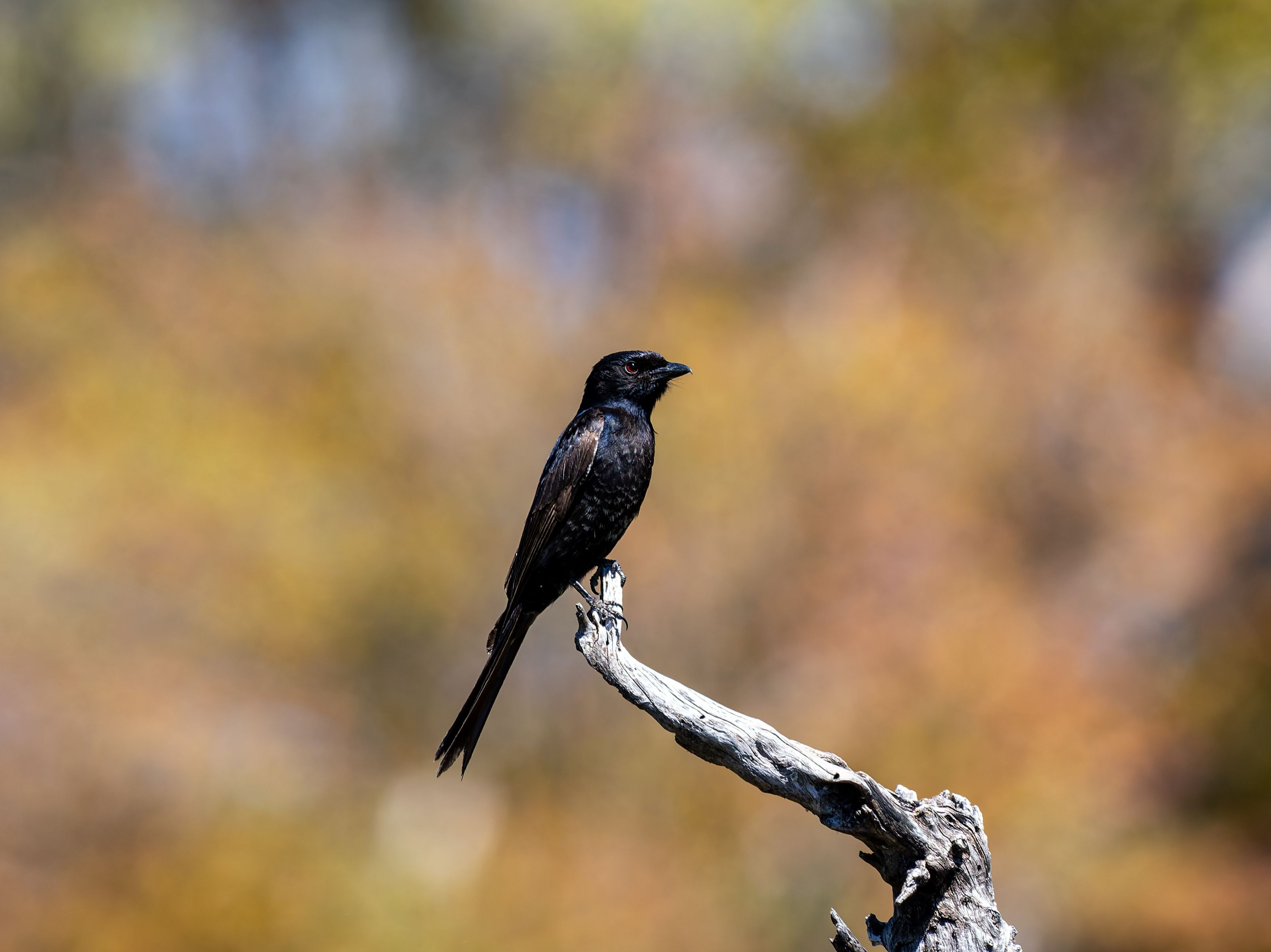 Bird Watching