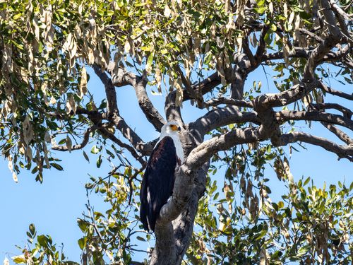 Free Majestic African Fish Eagle perched high in a leafy tree, showcasing its striking plumage. Stock Photo