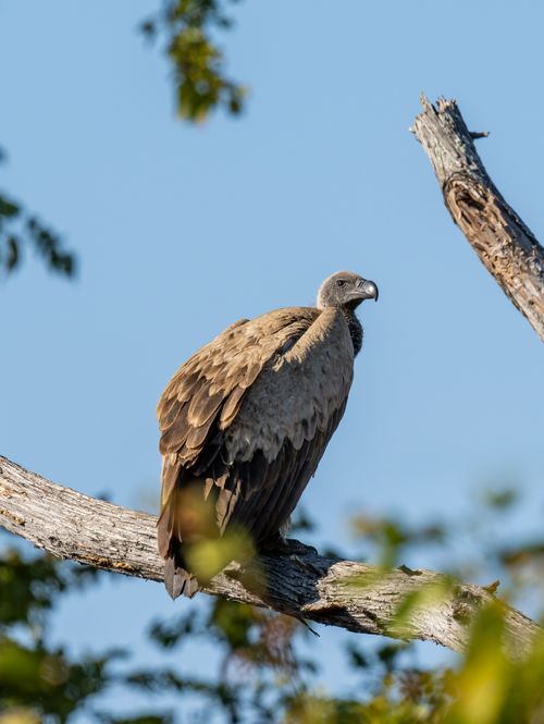 Free Vulture perched on a dry branch in a natural setting with clear blue sky. Stock Photo