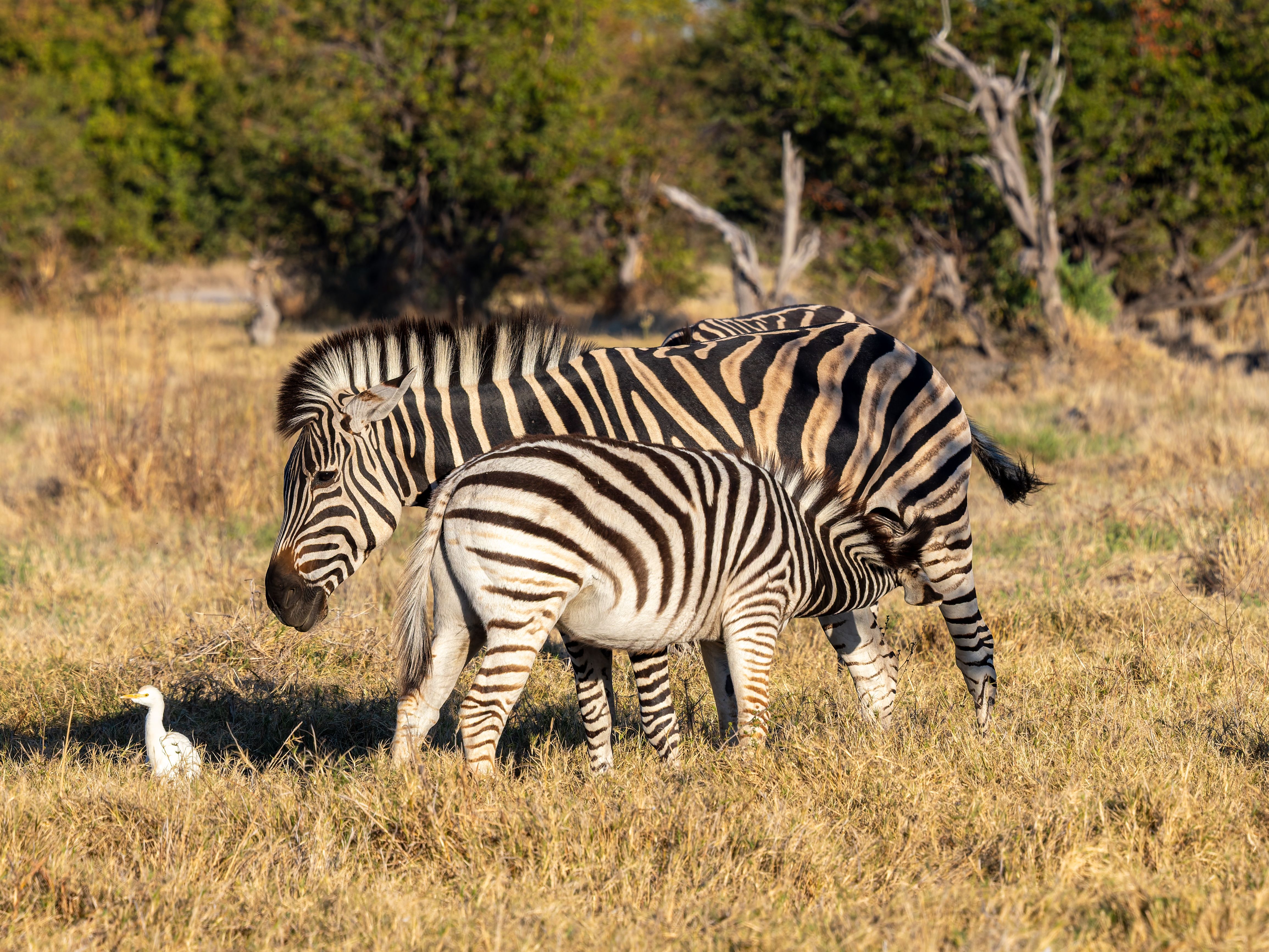 Mother zebra with her foal grazing in the African savanna accompanied by a cattle egret.