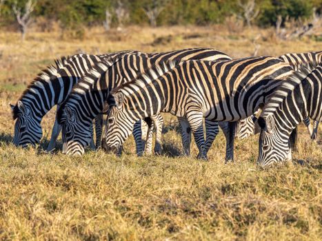 A group of zebras grazing peacefully in the African savanna during the day.