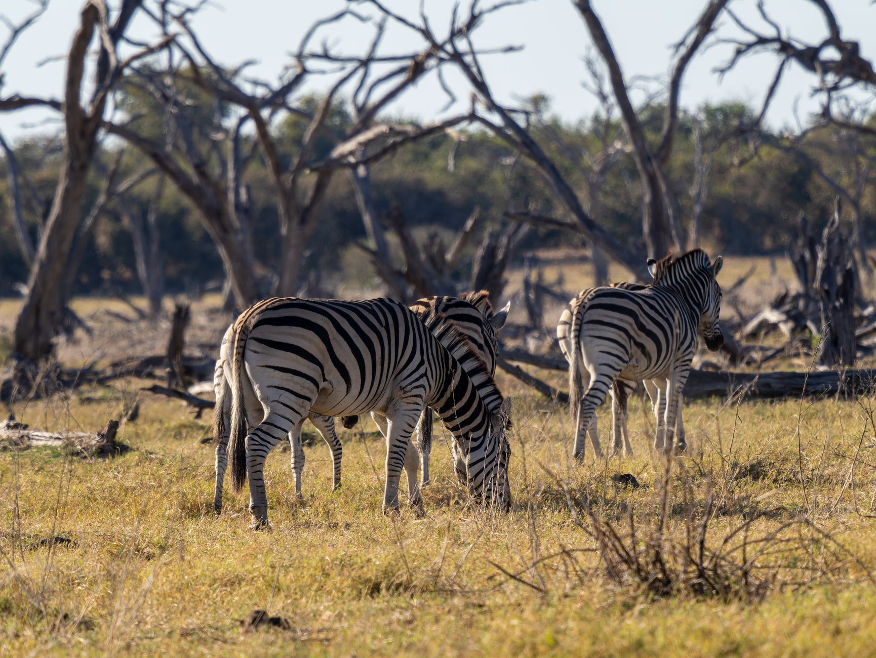 A group of zebras grazing amidst dry trees in the African savannah during the day.