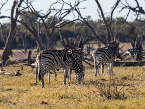 A group of zebras grazing amidst dry trees in the African savannah during the day.