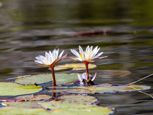 Free Close-up of white water lilies reflecting sunlight on a serene pond surface, showcasing nature's beauty. Stock Photo