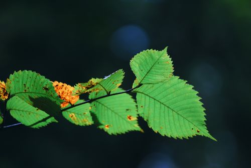 Free Detailed view of green leaves with orange spots against a dark background. Stock Photo