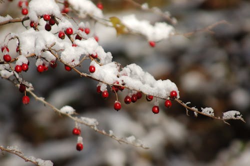 Red Round Fruit Covered With Snow