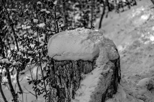 Free Black and white photo of a snow-covered tree stump in a tranquil winter forest. Stock Photo