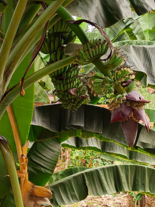 Free Lush banana tree with clusters of unripe bananas and a large purple flower. Stock Photo