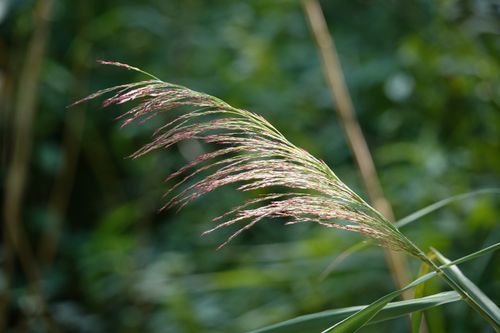 Free Detailed shot of ornamental grass swaying gently in a lush green garden setting. Stock Photo
