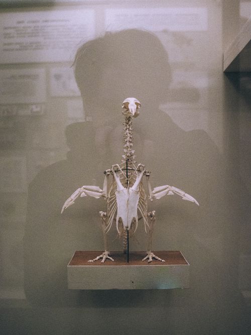 Free A bird skeleton displayed in a glass case at a museum. Stock Photo