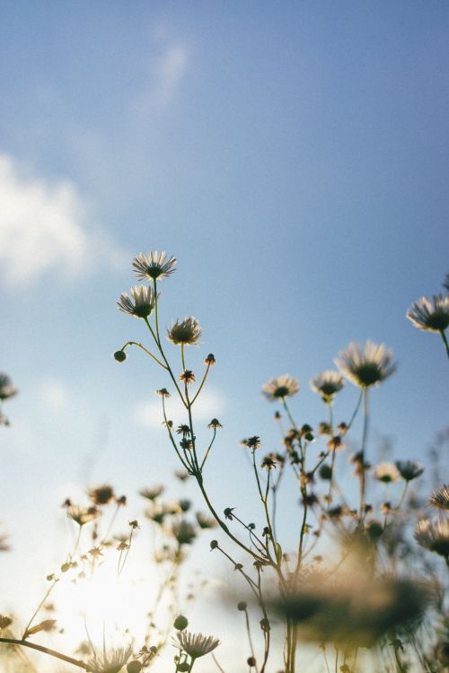 Free Captivating view of wildflowers reaching up to a bright blue sky. Stock Photo
