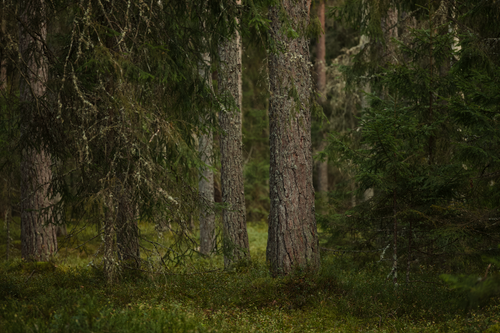 Free Peaceful scene of a lush boreal forest with evergreen trees and dense undergrowth. Stock Photo
