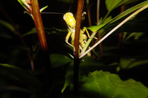 Free stock photo of antenna, bug, grasshopper Stock Photo