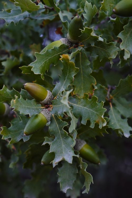 Free Detailed close-up of oak leaves and acorns in a natural setting, showcasing their intricate texture. Stock Photo