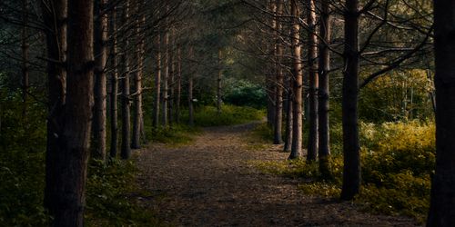 Free A tranquil forest path lined with tall trees, creating a serene natural landscape. Stock Photo