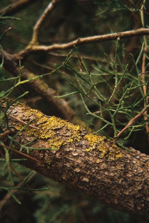 Free Detailed view of a forest branch with yellow lichen and green moss, showcasing natural textures. Stock Photo