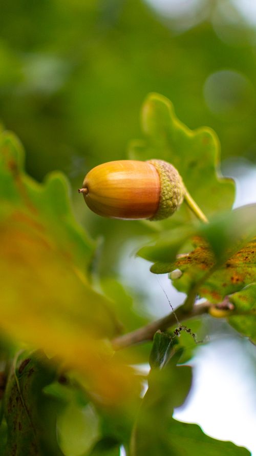 Free Detail shot of an acorn with leaves in vibrant autumn colors on an oak tree branch. Stock Photo