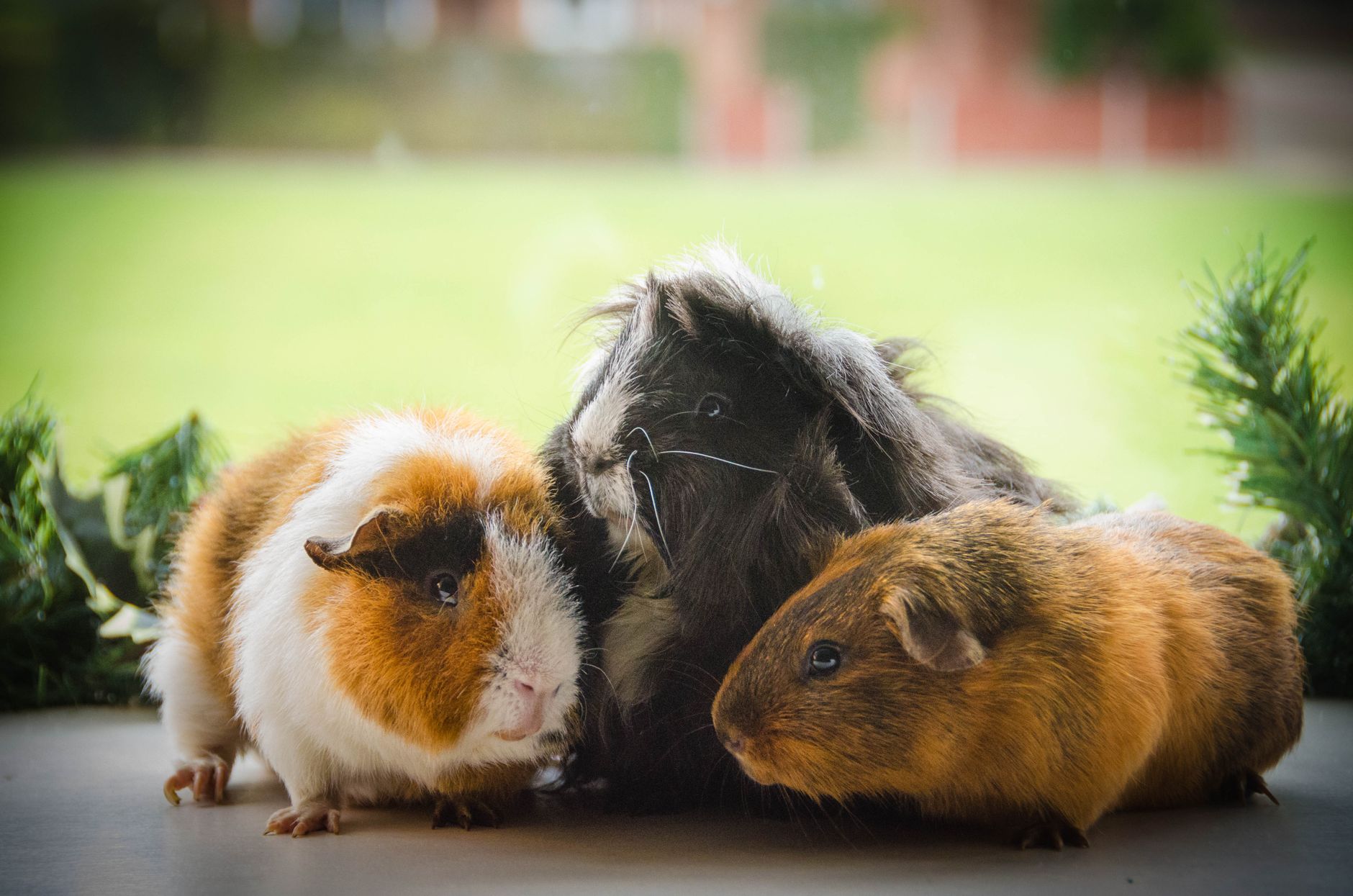Lovely trio of guinea pigs sitting together on a table with a blurred outdoor background.
