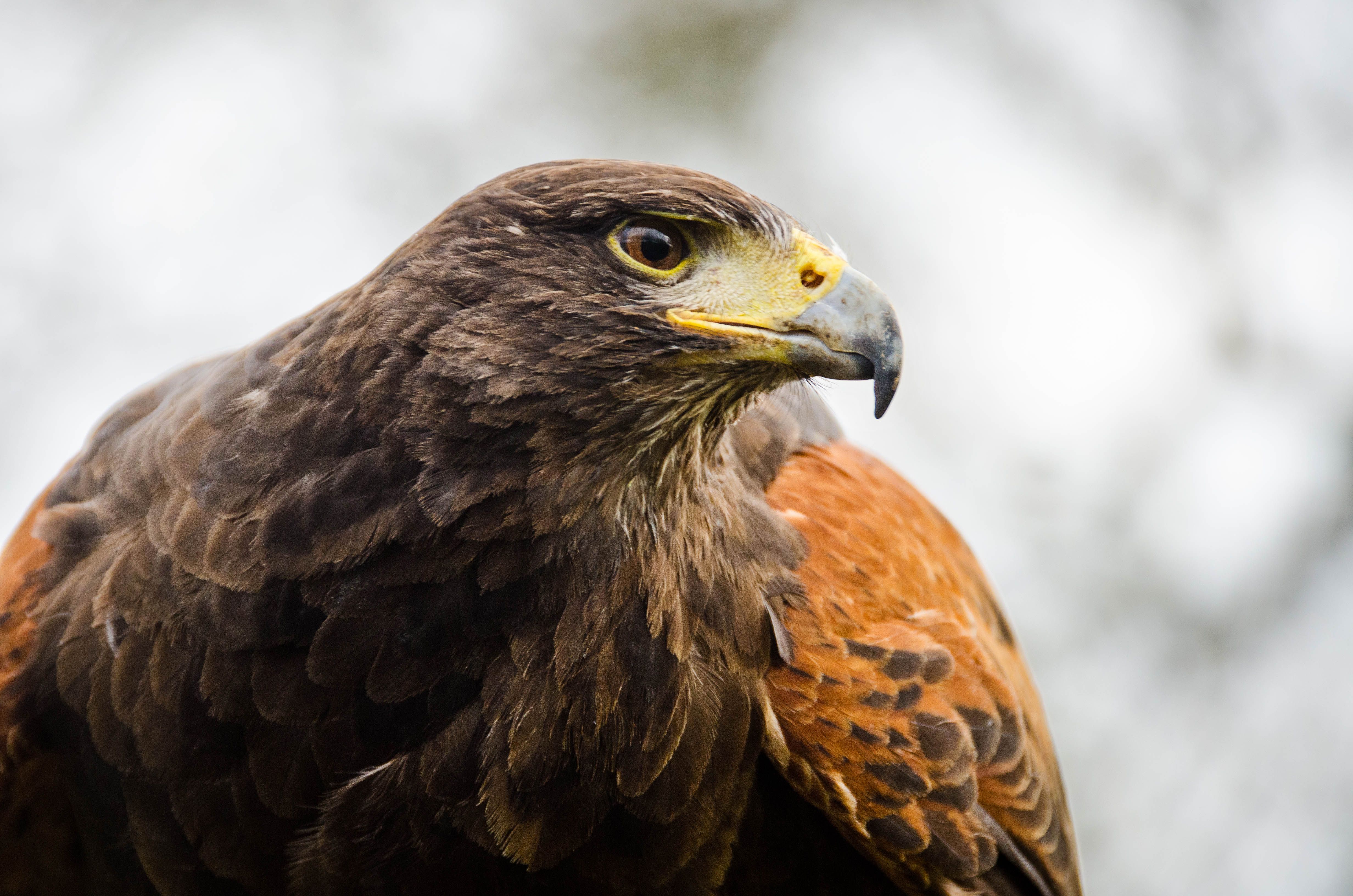 Detailed photograph of a Harris's Hawk, showcasing its keen gaze and rich plumage.