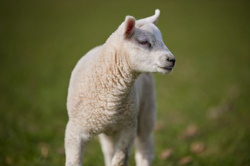 Free Charming young lamb standing in a lush green field on a sunny spring day. Stock Photo