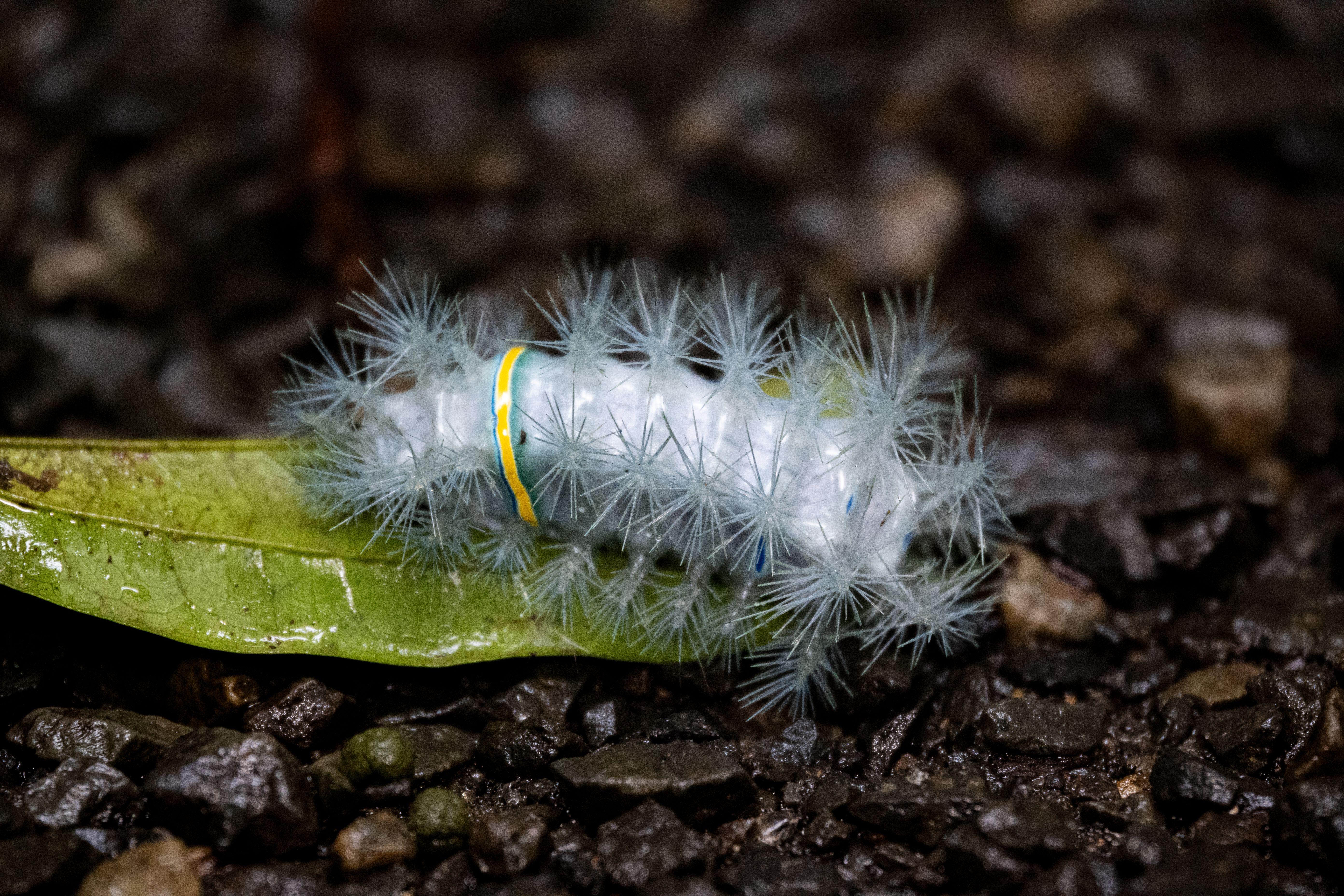 Spiny caterpillar feeding on a green leaf