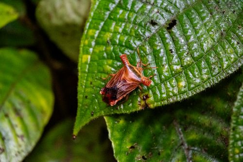 Free Macro photograph of a colorful insect perched on a textured green leaf in a tropical environment. Stock Photo