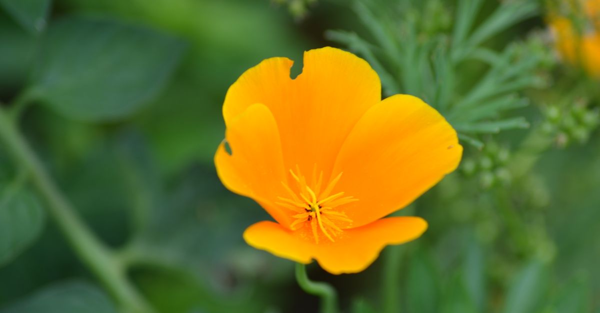 Bright orange California poppy flourishing amidst green foliage.