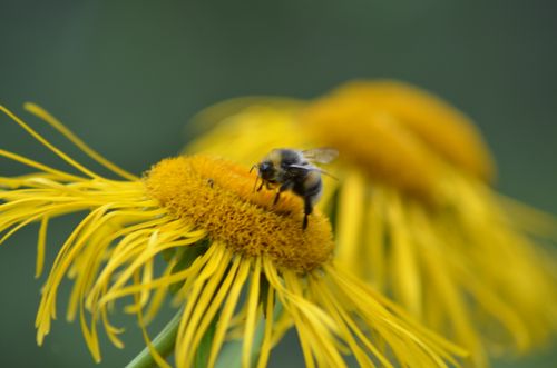 Free A detailed photograph of a bee pollinating a bright yellow flower, depicting summer pollination. Stock Photo