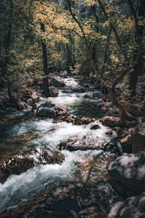 Free A serene forest stream flowing through rocks and trees, evoking autumn tranquility. Stock Photo