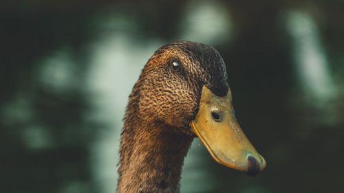 Free A detailed close-up of a mallard duck with a blurred outdoor background, showcasing its vibrant plumage. Stock Photo
