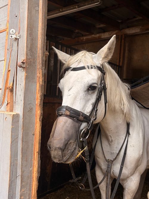 Free A white horse in a stable wearing a bridle, showcasing calm demeanor. Stock Photo