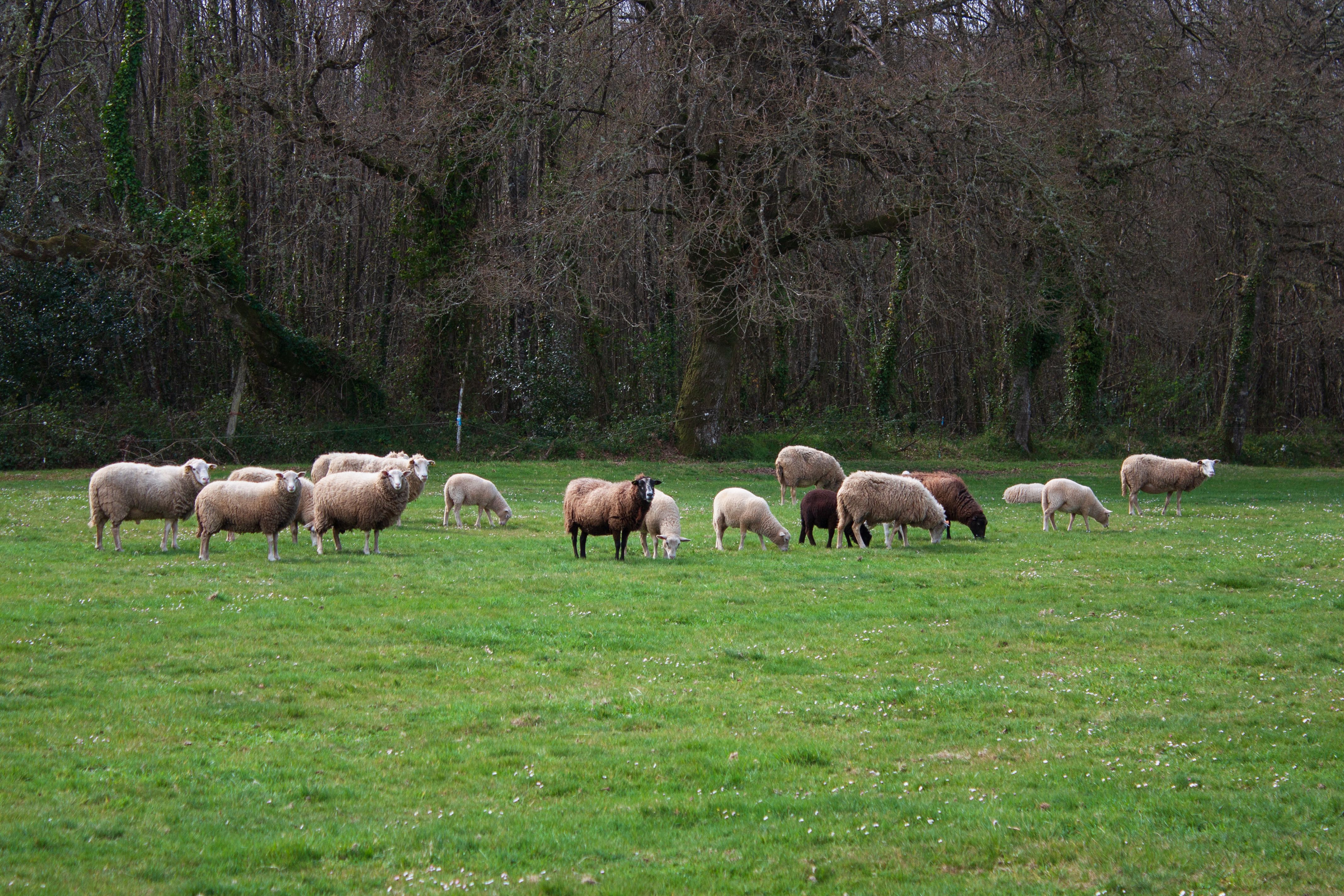 How shifting global climates could benefit Irish farming