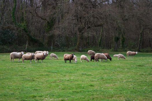 green pasture