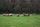pasture