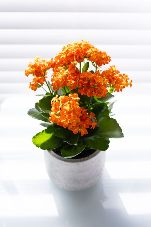 Free Bright orange Kalanchoe flowers in a potted plant against a white background, ideal for home decor. Stock Photo