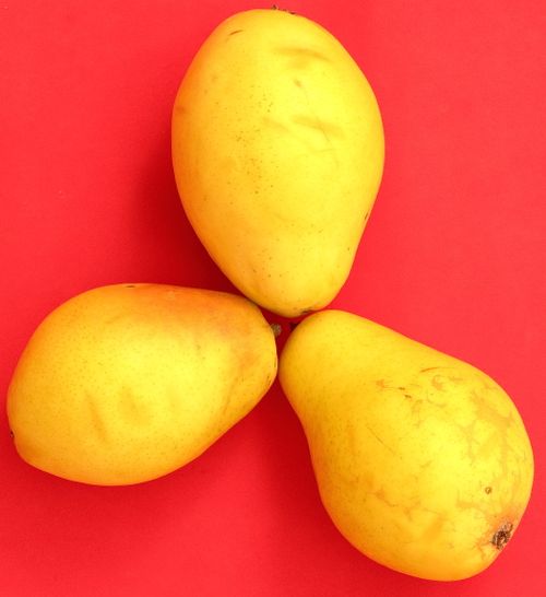 Free Three ripe yellow mangoes displayed on a vibrant red background. Stock Photo
