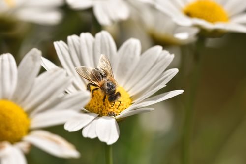 Free Close-up of a honeybee on a daisy flower, illustrating pollination in nature. Stock Photo