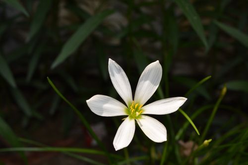 Free Elegant white Zephyranthes lily blooming outdoors in Taxila, Pakistan. Stock Photo